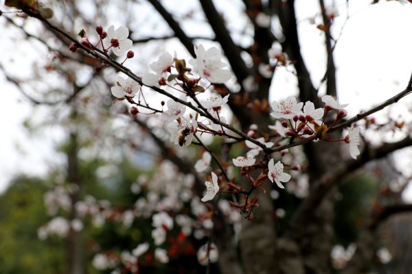 2月24日，我市苏洵公园中的红叶李开了引来蜜蜂采蜜。蹇玮杰  摄.JPG