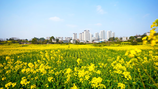 眉山天府新区视高街道老君社区田里的油菜花。本报记者  殷勇  摄.jpg