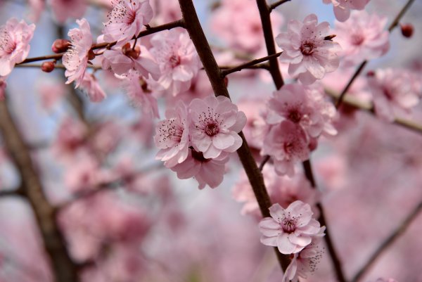 桃花朵朵开。雷卓明  摄.JPG