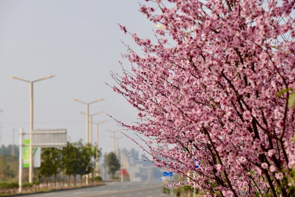 岷东新区的桃花已完全绽放。雷卓明  摄.JPG