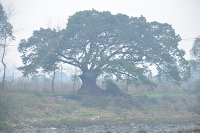 百年黄桷树守望孙坝古渡。.jpg