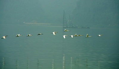 雁行青衣江（杨德明 摄）.jpg